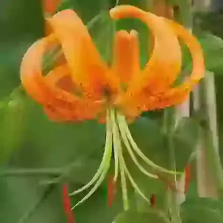 Species Turkish Cap